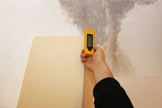 Mold Remediation for Rental Properties in Golden Hills, CA
