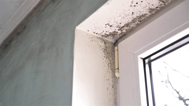 Best Dehumidification Services  in Golden Hills, CA