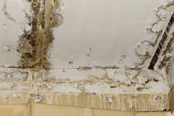 Best Post-Construction Mold Inspection  in Golden Hills, CA