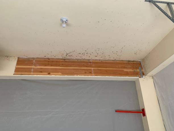  Golden Hills, CA Mold Removal Pros