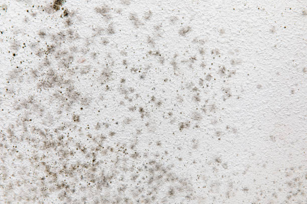 Trusted Golden Hills, CA Mold Removal Experts