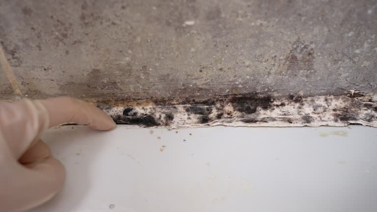 Best Mold Remediation for Rental Properties  in Golden Hills, CA